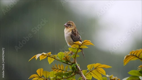 Cute yellow bird perching on top of tree in heavy rain and defecating briefly