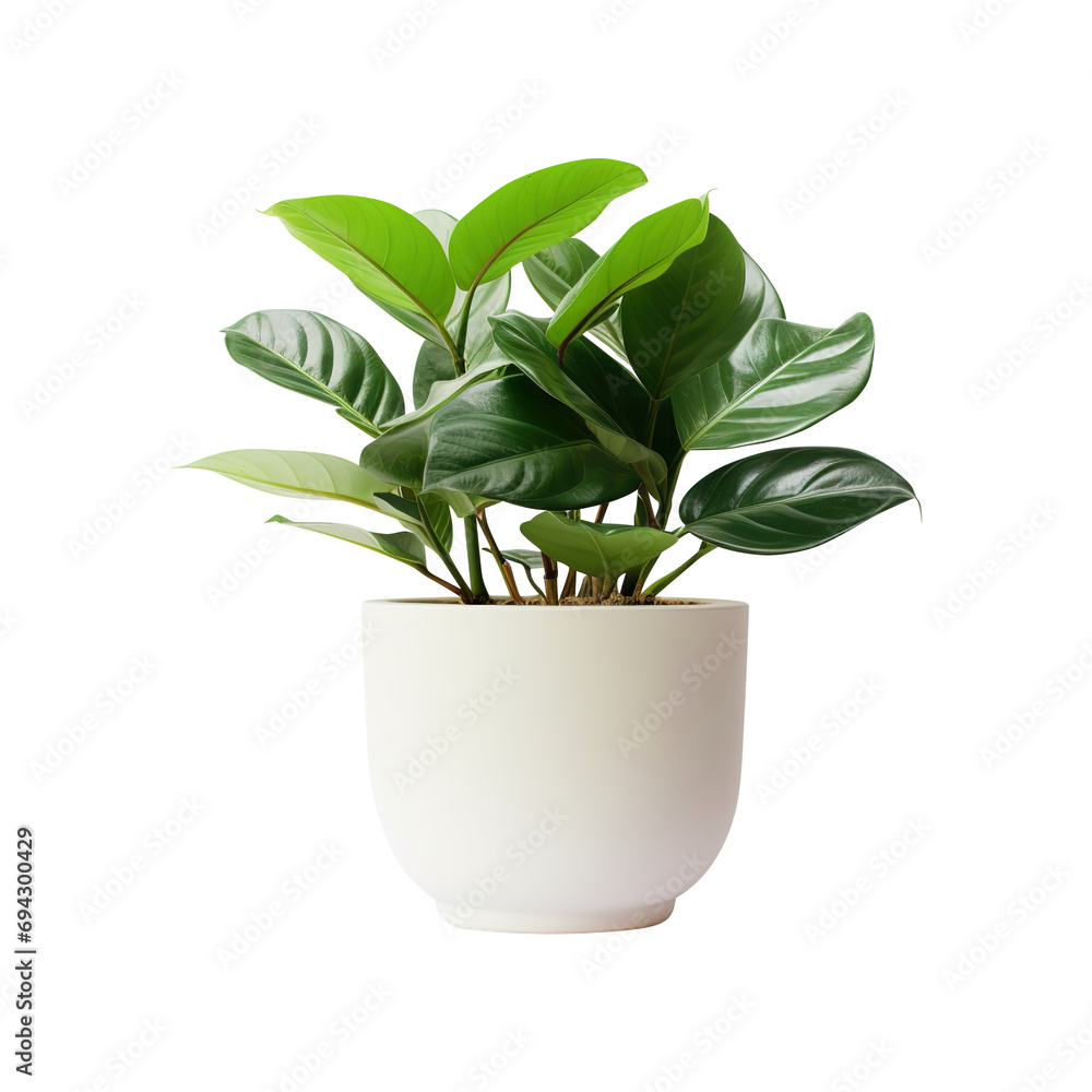 plant in a pot isolated on transparent background Remove png, Clipping Path, pen tool plant in a pot isolated on transparent background Remove png, Clipping Path, pen tool