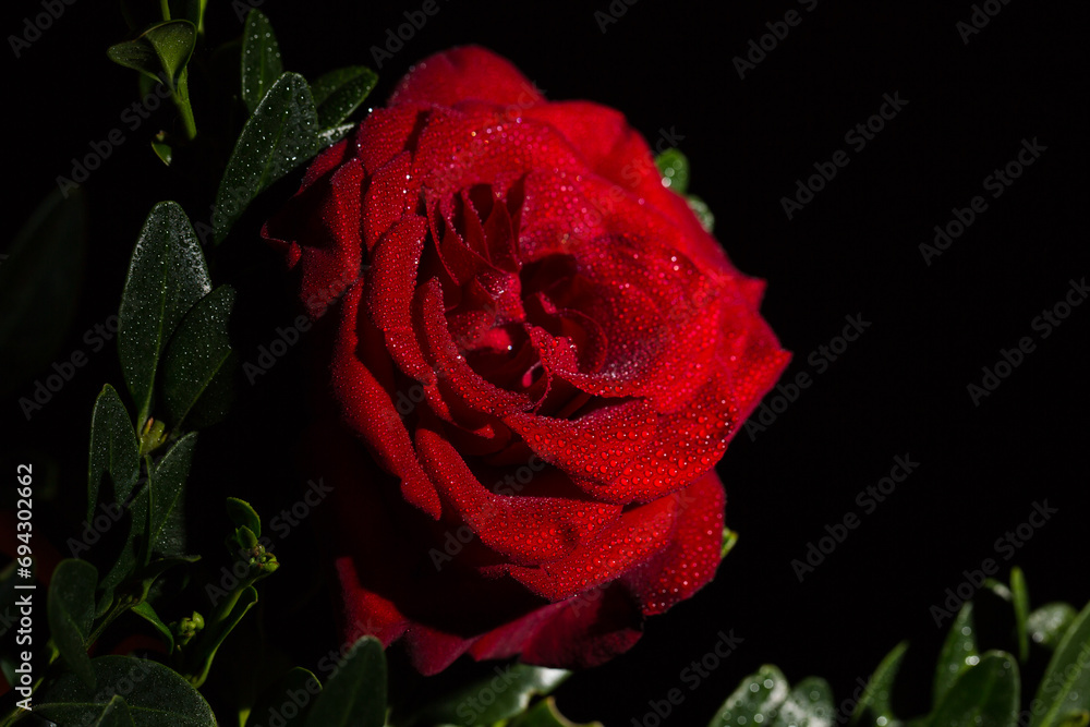 Beautiful red rose with dew drops on the petals
