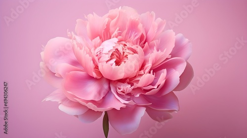 Pink peony flowers on pink background, Chinese new year concept, Valentine day, love, prosperity, wealth, luxury floral pattern 