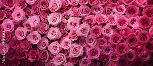 Gradient of pink roses background in full bloom #694308282