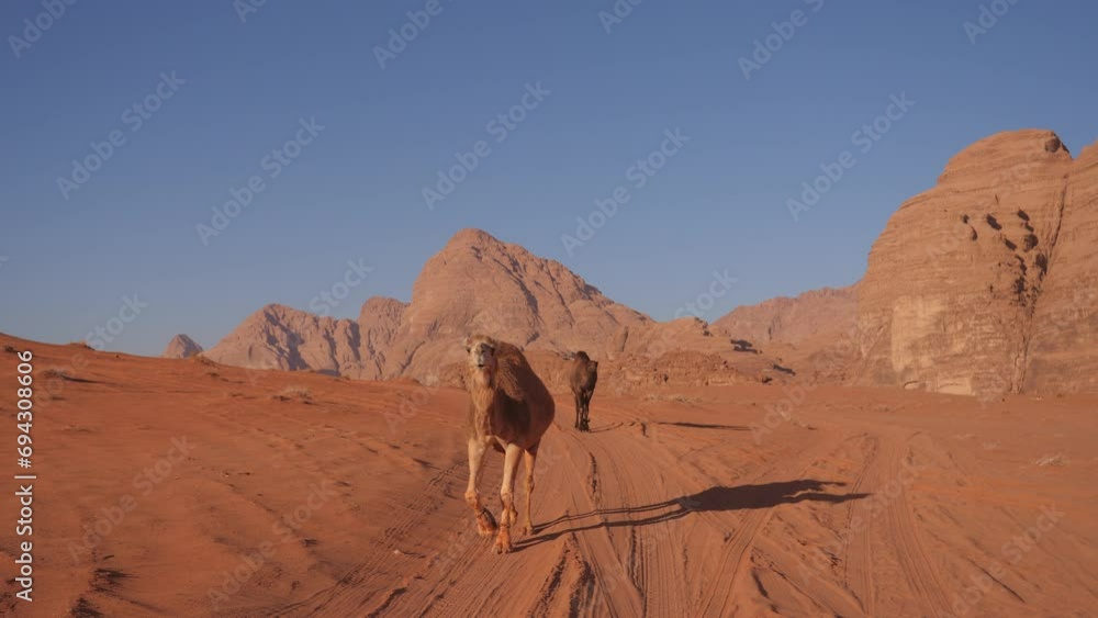 Tracking steady cam gimbal shot of a Camel walking through the Wadi Rum Desert in Jordan, Middle east Asia. Lonely camel, Sandy Valley with hils and rocks among Sunshine. 4k wide shot
