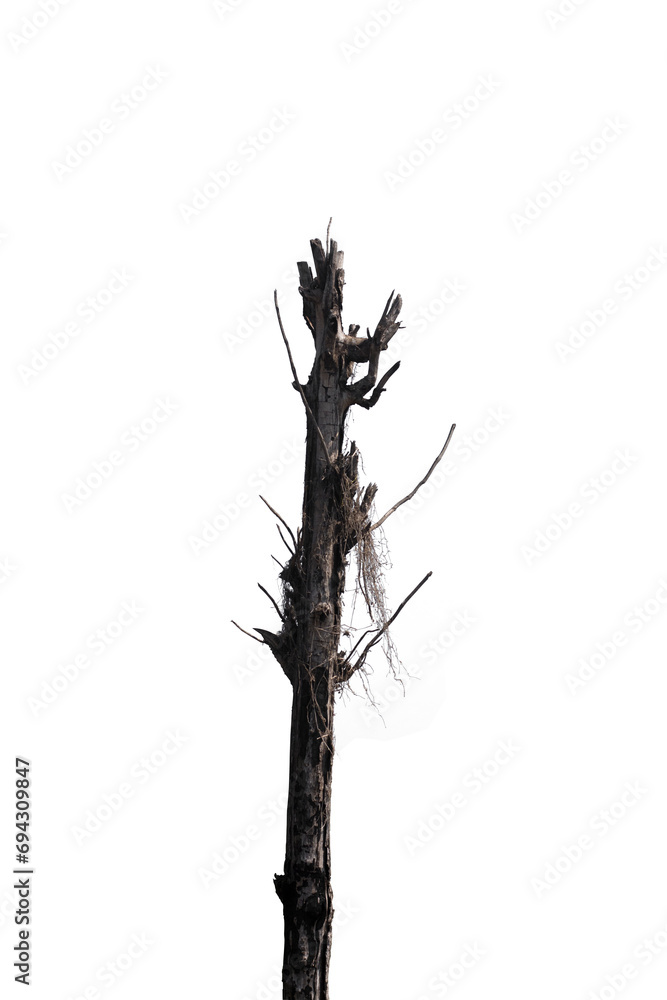 tree isolated tree isolated