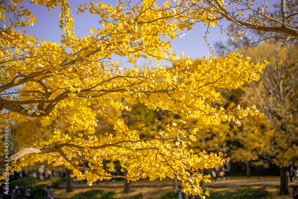 Naklejka premium イチョウの木