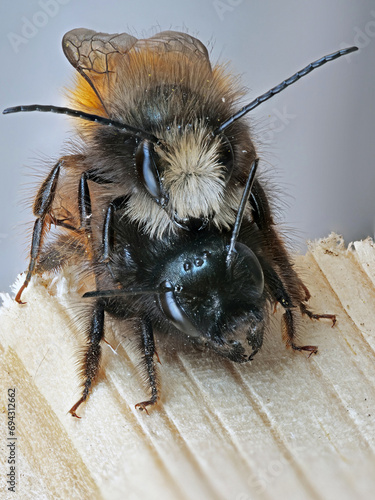 Gehörnte Mauerbiene (Osmia cornuta) bei der Paarung photo
