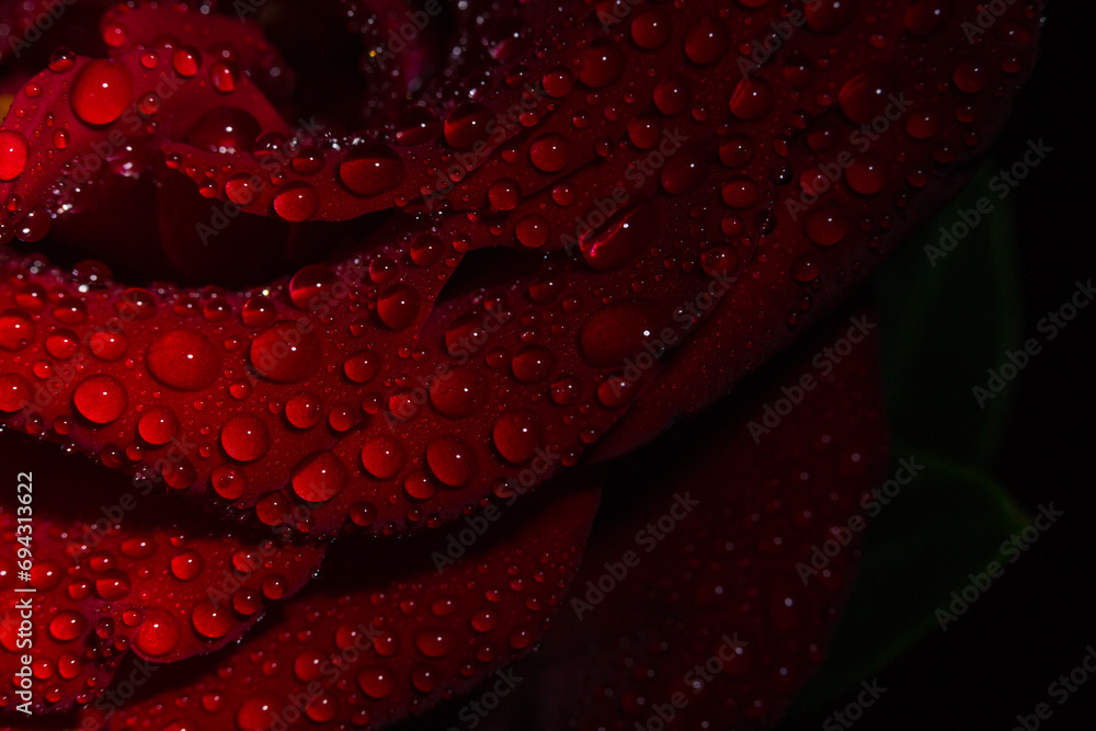 Beautiful red rose with dew drops on the petals Beautiful red rose with dew drops on the petals