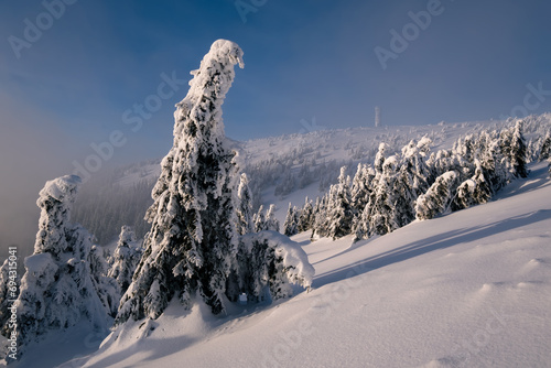 In the background the lookout tower at the top of the mountain. Winter landscape in the Kralicky Sneznik Mountains in the Czech Republic photo