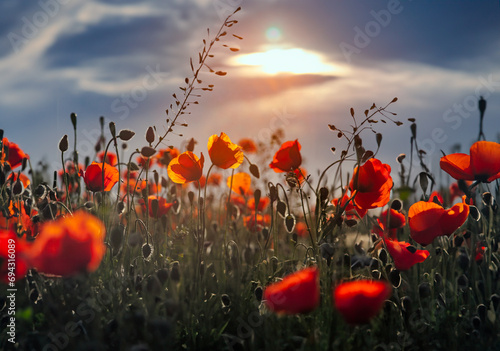 field of poppies