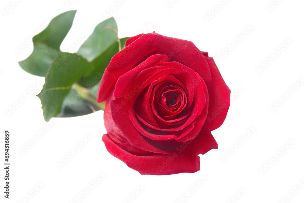 Red rose flower in PNG isolated on transparent background Red rose flower in PNG isolated on transparent background