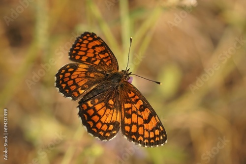 Closeup on a Southern Heath Fritillary butterfly, Melitaea celadussa, with spread wings in a meadow photo