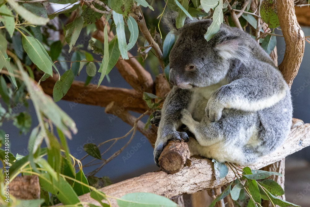Fototapeta premium Koala in Brisbane Australia