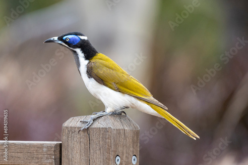 Blue Faced Honeyeater
