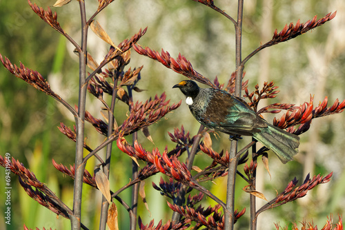 A Tui perced on a branch early in the morning  photo