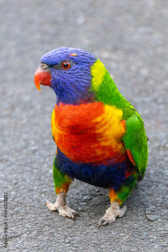Naklejka premium Rainbow Lorikeet in Sydney