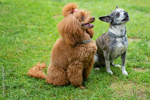 small chocolate poodle on the grass. Pet in nature. Cute dog like a toy 