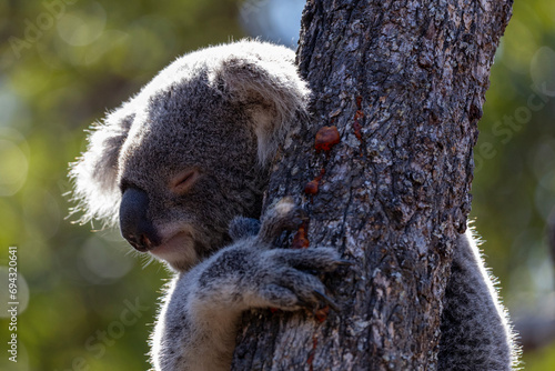 Canvas Print Koala in Australia