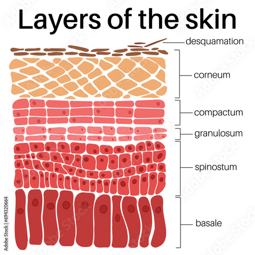 Layers of the skin. photo
