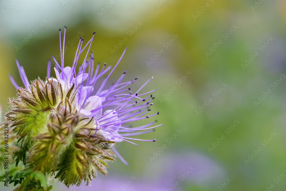 A phacelia blooming with a purple flower in close-up on a summer morning on a blurred colorful natural background. Background A phacelia blooming with a purple flower in close-up on a summer morning on a blurred colorful natural background. Background