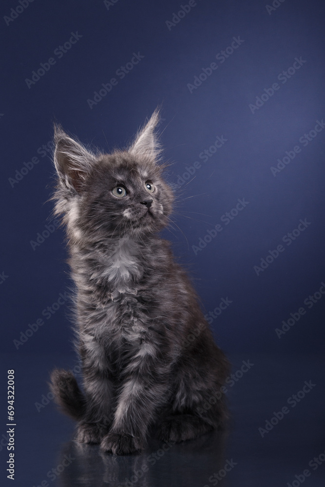 A majestic Maine Coon with tufted ears gazes upward, its fur a contrast against the blue backdrop.