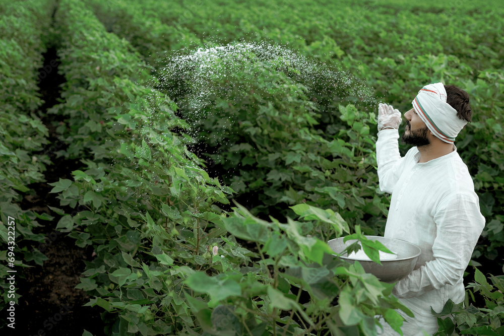 Indian farmer spreading fertilizer in the green cotton field Stock ...