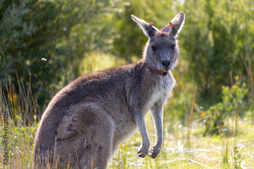 Fototapeta Naklejka Na Ścianę i Meble -  Easter grey kangaroo in Wilsons Promontory