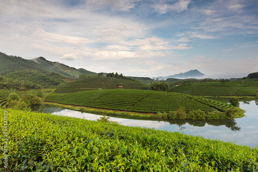 tea fields in hills of middle Vietnam