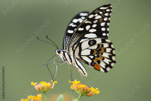 Papilio demoleus, lime butterfly, lemon butterfly, lime swallowtail, chequered swallowtail in tropical forest photo