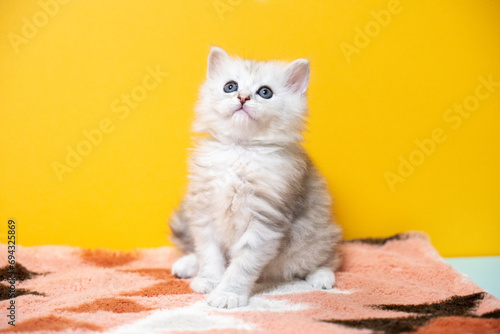 ミヌエット、猫、子猫、可愛い