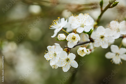 White tree blossom in spring, spring flowers on tree, white blossom © Anton