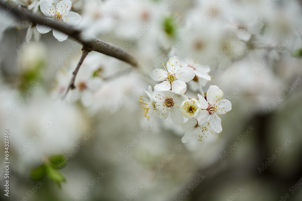 White tree blossom in spring, spring flowers on tree, white blossom White tree blossom in spring, spring flowers on tree, white blossom