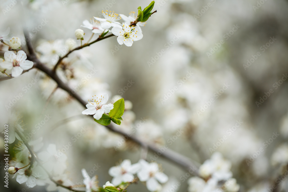 White tree blossom in spring, spring flowers on tree, white blossom White tree blossom in spring, spring flowers on tree, white blossom