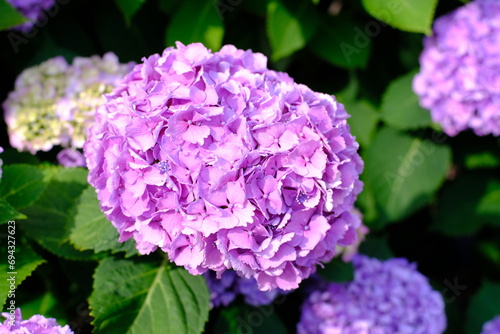 Hydrangea blooming in the park on a sunny day