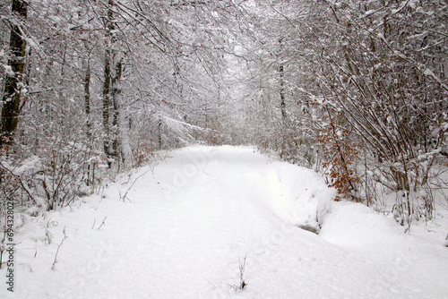 Wallpaper Mural Snow in the forest in November Torontodigital.ca