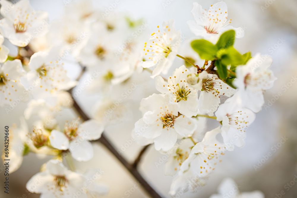 White tree blossom in spring, spring flowers on tree, white blossom White tree blossom in spring, spring flowers on tree, white blossom