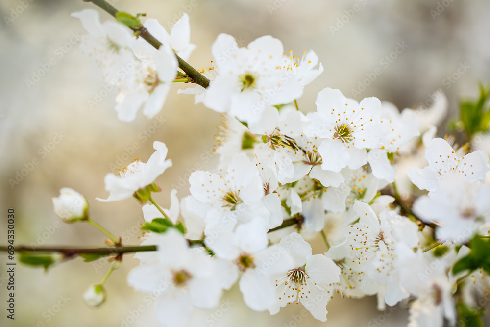 White tree blossom in spring, spring flowers on tree, white blossom