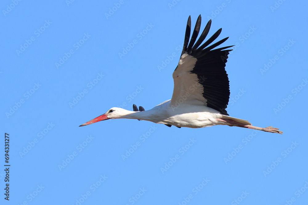 Obraz premium volo libero