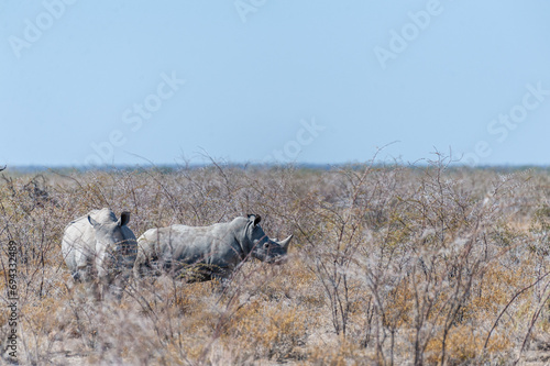 Two out of a group of four white Rhinoceros -Ceratotherium simum- standing on a barren plain in Etosha National Park, Namibia.