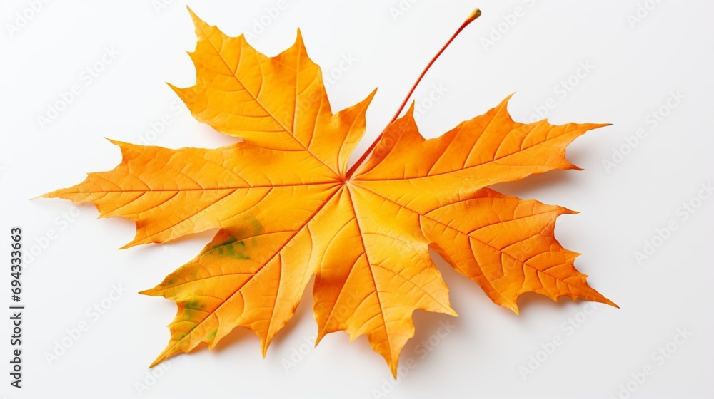 Obraz premium Leaf of Maple on a white background