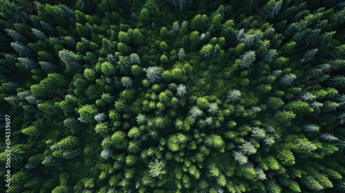 Forest and tree landscape texture abstract background, Aerial top view forest atmosphere area, Texture of forest view from above, Ecosystem and healthy ecology environment concepts.