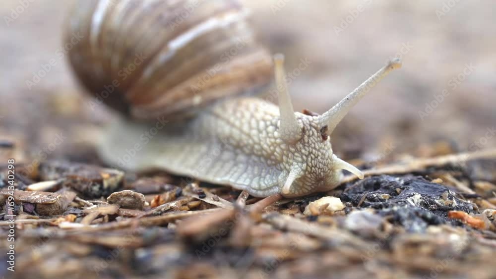 a snail slowly crawls on a wet stone against a background of lavender flowers. a snail slowly crawls on a wet stone against a background of lavender flowers.