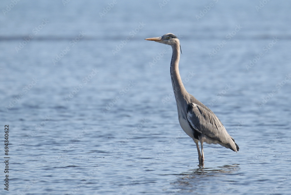 Gray Heron on seaside, Ardea cinerea, birds of Montenegro Gray Heron on seaside, Ardea cinerea, birds of Montenegro