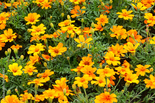 Yellow marigold flowers in the summer garden.