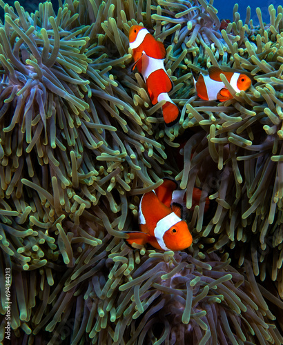 Three False clown anemonefish on anemone Boracay Island Philippines
