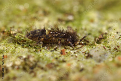 Close-up shot of the common belted springtail Orchesella cincta on wood in the garden