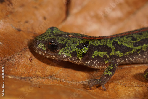 Closeup on a juvenile of the Europan endangered Portugese marbled salamander, Triturus pygmaeus photo