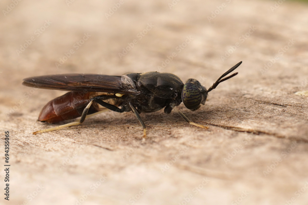 Detailed closeup on a cosmopolitian diptera species, the black soldier fly, Hermetia illucens sitting on wood Detailed closeup on a cosmopolitian diptera species, the black soldier fly, Hermetia illucens sitting on wood