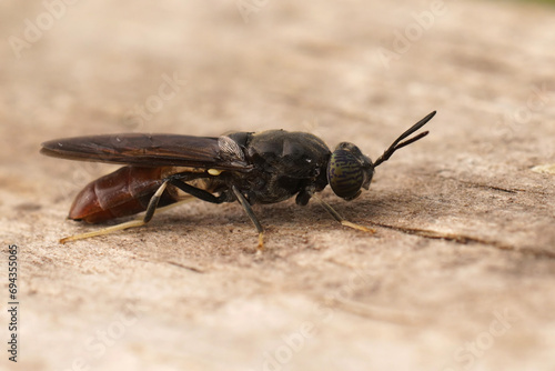 Detailed closeup on a cosmopolitian diptera species, the black soldier fly, Hermetia illucens sitting on wood photo