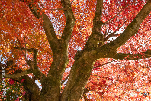 Korankei byDrone Gaijin  - Colors of Autumn © Drone Gaijin