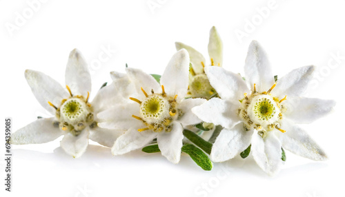 Edelweiß blume isoliert auf weißem Hintergrund  photo