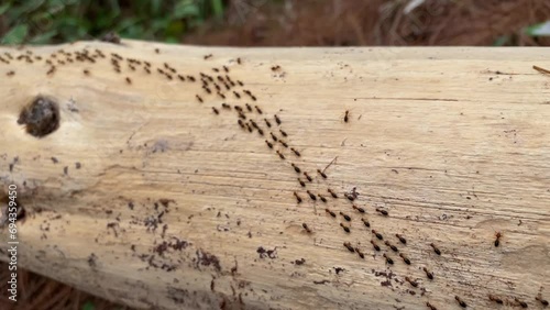 4k video footage of Worker termites walking in a row on a wood trunks in pine forest. Ants migrate from one place to another, usually due to seasonal changes. Concept for International Day of Forest.